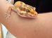 Leopard gecko and set up