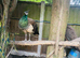 Peahen - Indian blue for sale