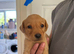 Beautiful litter of fox red Labrador puppies