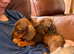 Miniature Dachshund girls