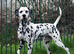 KC Show Quality Rare LUA Dalmatian Puppies