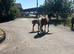 Lovely mare and filly foal for sale