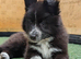 Swiss shepherd x husky x collie pups
