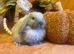 Mini lop