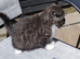 Beautiful kitten