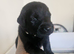 Beautiful litter of black labrador puppies