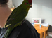 Hand reared kakariki