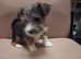 Yorkie Russell Puppies