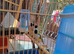 Goulding finch female