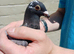 Racing Pigeon Hen Bird Rare colour 2