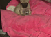 Beautiful chihuahua boy puppy