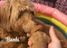 6 Stunning Cockapoo Puppies