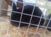 2x continental giant rabbits