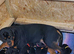 Rottweiler x german shepherd