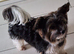 Purebred Pedigee Biewer Terrier Proven Stud