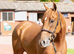 Most genuine Thoroughbred