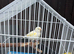 canaries