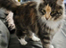 Proven mainecoon