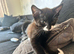 Gorgeous kittens ready to find their forever homes