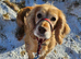 Beautiful & Loving Cocker Spaniel Seeking Her Forever Home