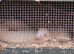 Ferrets for sale whites