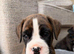 9 Beautiful Boxer Puppies