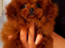 Teacup asian toy poodle Stud