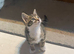 4 beautiful kittens ready to go sat