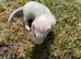 SILVER FERRET JILL