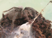 Whistling tarantula forsale