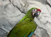 Baby HandReared Super Tame Cuddly Military Macaw Parrot