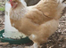 Point of lay Brahma hens