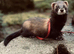 NOT FOR SALE! EU POLECAT FOR STUD ONLY!