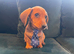 Dachshund puppies