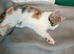 Gorgeous kittens looking for their forever home