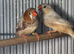 Zebra Finches
