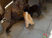 Lovely Kittens