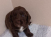 Cocker spaniel puppys