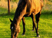 Broodmare potential black small but deep tb mare