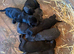 Rottweiler cane corso