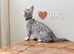 Gorgeous Pedigree TICA Registered Bengal Kittens | Health Tested Parents