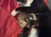 Couple day old kittens