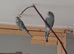 Young budgies