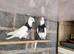 Pair of iranian pigeons