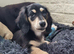 Last  Wonderful KC Registered Miniature Longhaired Dachshund Puppy