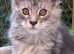Amazing Maine Coon Kitten's from the Grand Champion Line