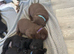 Labrador puppies last one