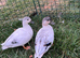 Last 3 pairs of this years call ducks available ( 1 male & 1 female)