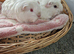 Sheltie and coronet boy guinea pigs