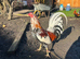 Spangled Morgan whitehackle American gamefowl. Not Oxford old English/ shamo